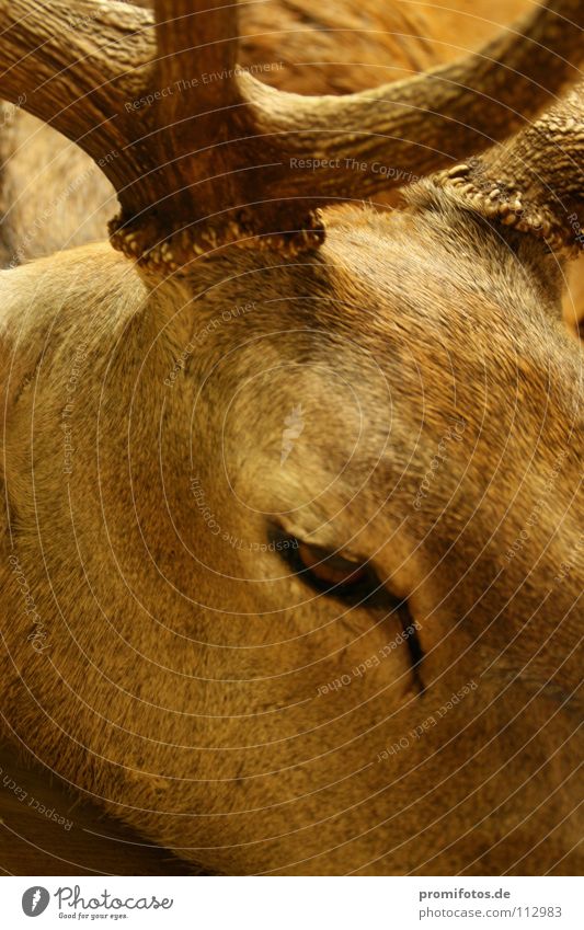 Auge in Auge mit einem (nicht mehr lebendigen) Hirsch. Foto: Alexander Hauk Tier Hirsche Jäger Horn Kopfschmuck Fell Säugetier Jagd Jagdsport Tiere Reh Wild