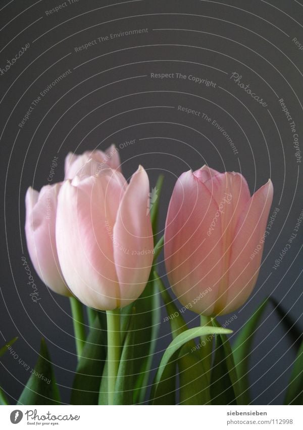 la tulipe Tulpe grau Dekoration & Verzierung Frühling Blume Vergänglichkeit Blüte Blumenstrauß Wohnung schön Detailaufnahme elegant