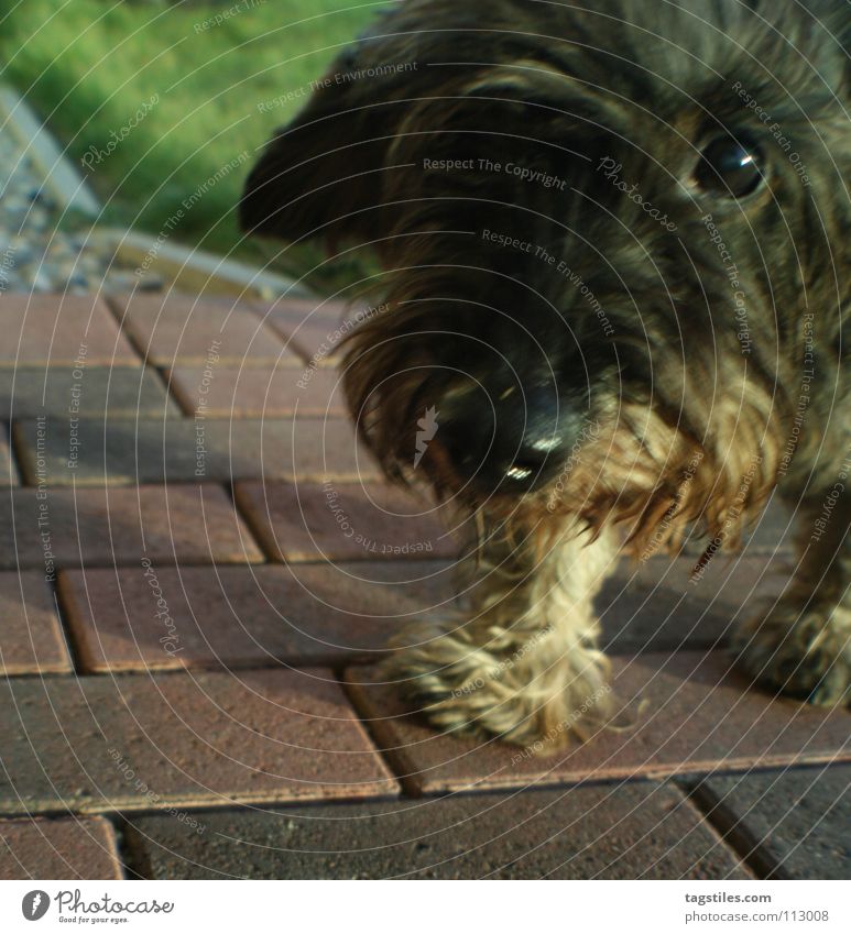Hyperaktiv in ruhig Hund ein lizenzfreies Stock Foto von Photocase