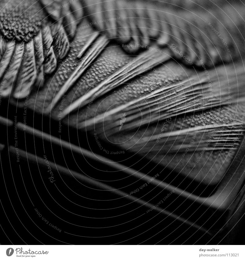 Kontrastspiele dunkel schwarz weiß Muster Belichtung Adler Oberfläche Silhouette Nahaufnahme Schwarzweißfoto Metall Reaktionen u. Effekte gravur embossed Feder