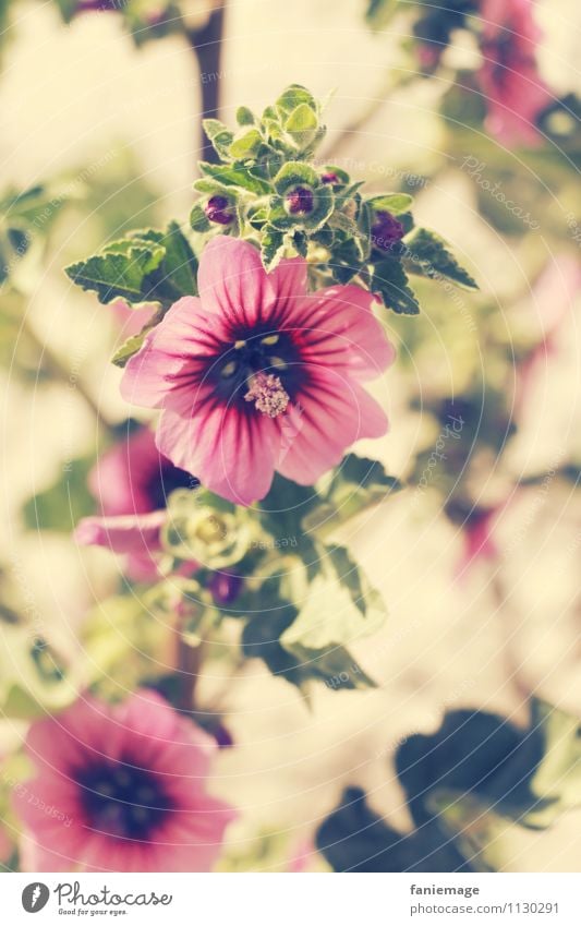 Mauve royale Umwelt Natur Pflanze Sommer Schönes Wetter Wärme Blume Küste heiß schön rosa violett mauve royale calanques mediterran Mittelmeer mittelmeerküste
