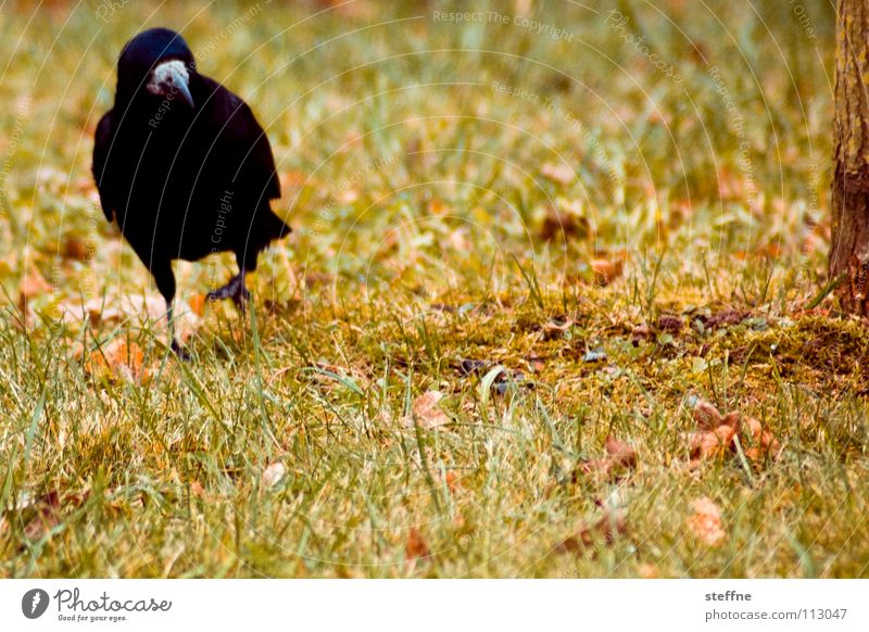 Herbstspaziergang Vogel Rabenvögel Krähe schwarz weiß gelb grün rot Spaziergang Wiese Gras Baum Physik kalt ruhig Einsamkeit Feder Schnabel unterwegs bird