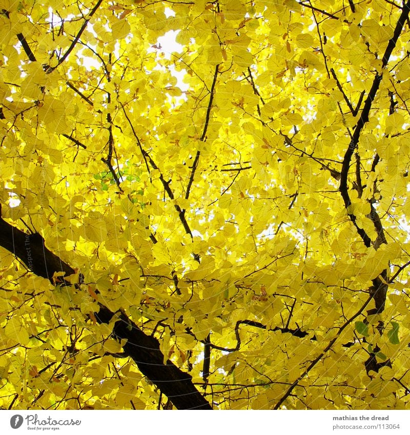 GELBSUCHT Baum Pflanze Lebewesen Blatt verzweigt Leben Blätterdach Wald Mischwald Herbst Laubbaum Holz schwarz gelb braun Licht Froschperspektive Park Natur