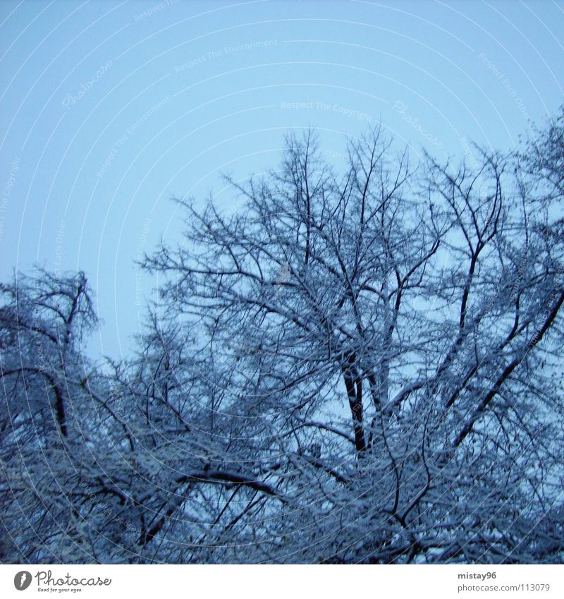 Winterstille kalt ruhig Baum Zufriedenheit Himmel Freude Schnee Klarheit blau Glück snow cold tree trees sky blue happiness Natur