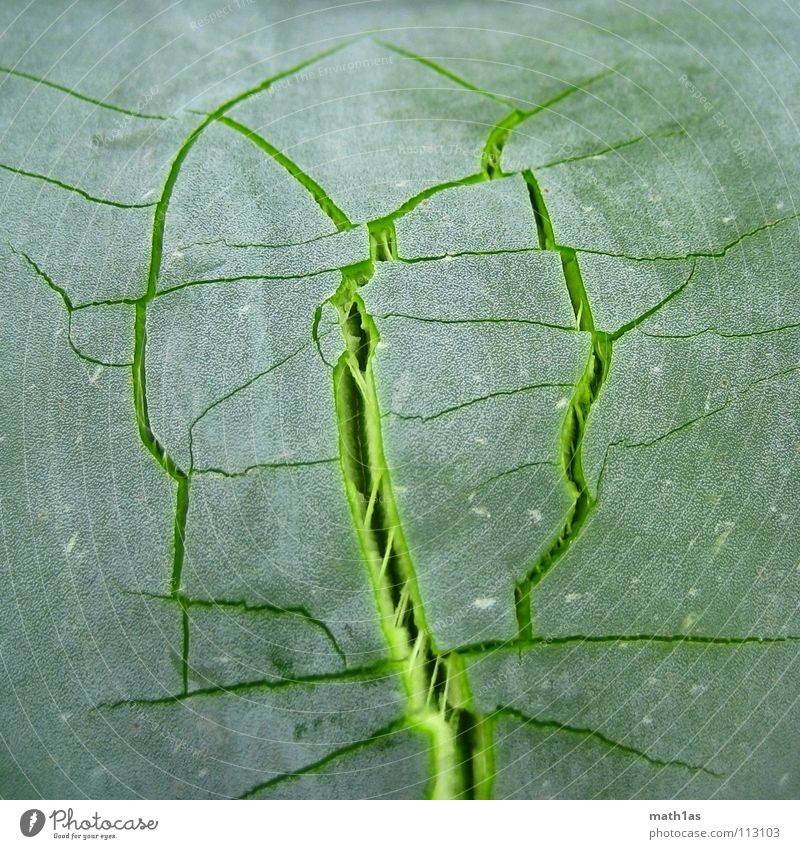 König Risse der III. grün Blatt platzen Zerreißen giftgrün Freude Natur Aloe blast leave
