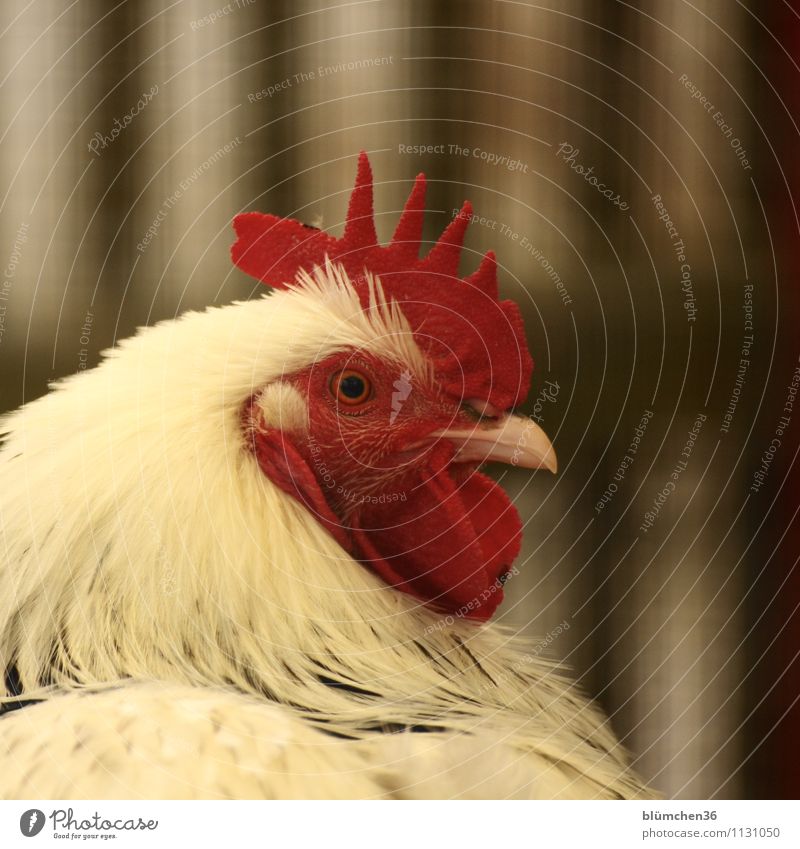 Der Chef im Hühnerstall Tier Nutztier Tiergesicht Hahn Vogel Hahnenkamm Federvieh Haushuhn beobachten Erholung sitzen warten rot weiß Blick in die Kamera Auge