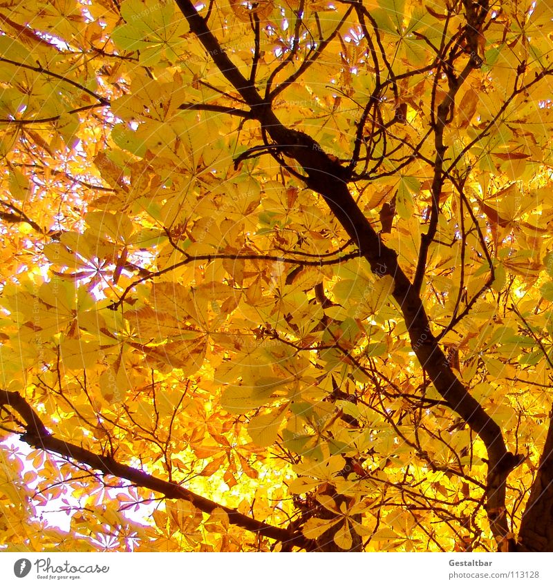 Herbstgeruch III Blatt gelb Baumstamm Kastanienbaum Baumkrone Rauschen Oktober Abschied Saison Jahreszeiten Vergänglichkeit gestaltbar fallen Lampe Ende gold