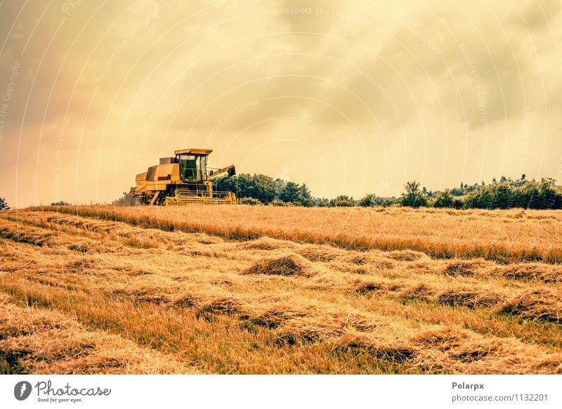 Harvester auf einem Feld Sommer Arbeit & Erwerbstätigkeit Maschine Natur Landschaft Pflanze Herbst Wachstum heiß gelb gold Farbe orange Bauernhof reif