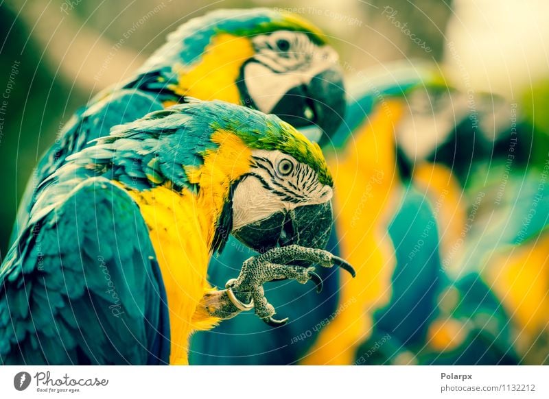 Makawalpapageien in einer Reihe exotisch schön Sommer Zoo Natur Tier Haustier Vogel Flügel sitzen hell wild blau gelb grün Farbe Kratzen farbenfroh tropisch