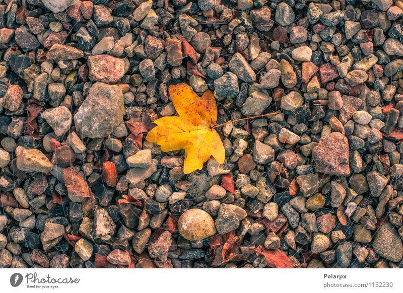 Gelbes Blatt im Herbst schön harmonisch Tapete Umwelt Natur Pflanze Wärme Baum Park Felsen frisch hell natürlich braun gelb gold rot Farbe Anhäufung Stapel