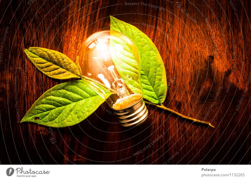 Glühbirne und grünes Blatt sparen Lampe Tisch Technik & Technologie Umwelt Natur Pflanze Baum Wachstum dunkel Freundlichkeit hell natürlich weiß Energie Idee