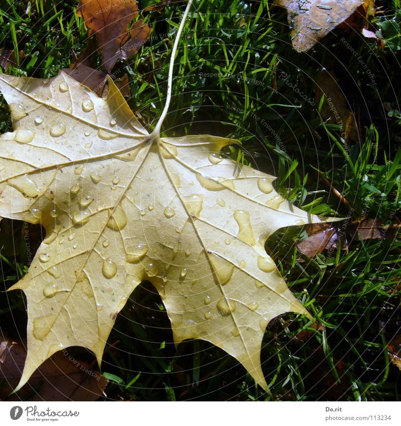 Tränen im November Blatt Ahorn Ahornblatt braun gelb grün Wassertropfen Regen kalt Abschied Herbst Herbstlaub Gras Rasen Gefäße Schatten Vergänglichkeit Trauer