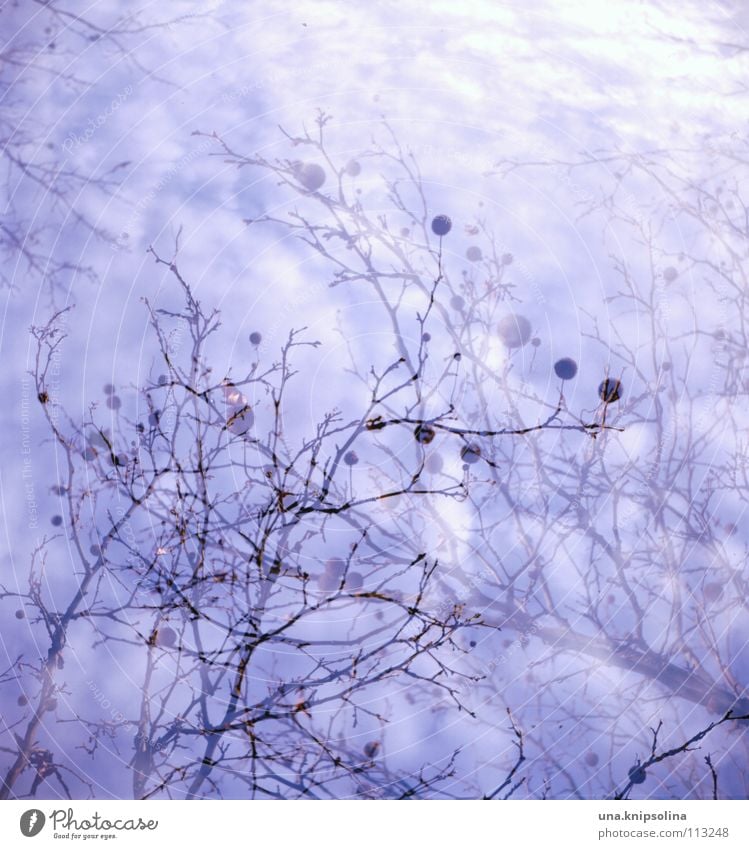 traumzauberbaum Himmel Wolken Wetter Baum träumen kalt blau Irritation Mittelformat analog Doppelbelichtung Geäst überlagert Lachmöwe Platane Ast Zweig