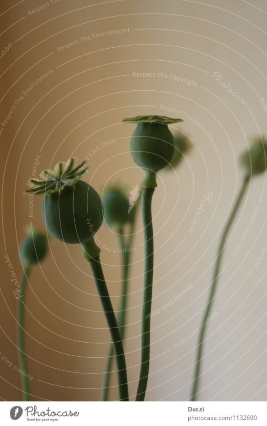 Mohnstangen Pflanze grün Mohnkapsel Klatschmohn verblüht Samen mehrere Stengel Dekoration & Verzierung Farbfoto Gedeckte Farben Innenaufnahme Menschenleer