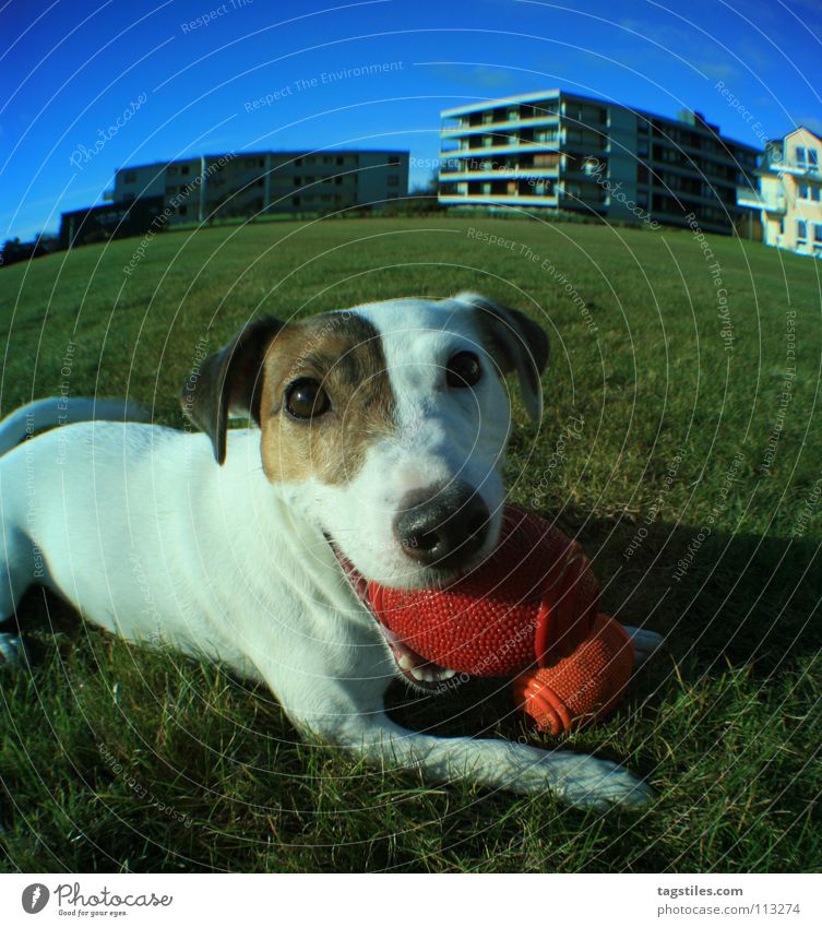MEIN BLOCK Block Hund Russell Terrier weiß braun grün Spielen werfen Fischauge beweglich Aktion Säugetier Ballsport mein jack blau tagstiles Gassi
