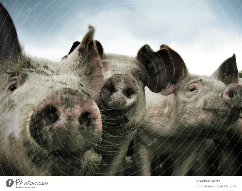 Drei Schweine vom Grill Farbfoto Außenaufnahme Glück Zufriedenheit Ohr Tier dreckig Sau Ferkel Glücksbringer Schnauze Saustall Bauernhof Schweinefleisch