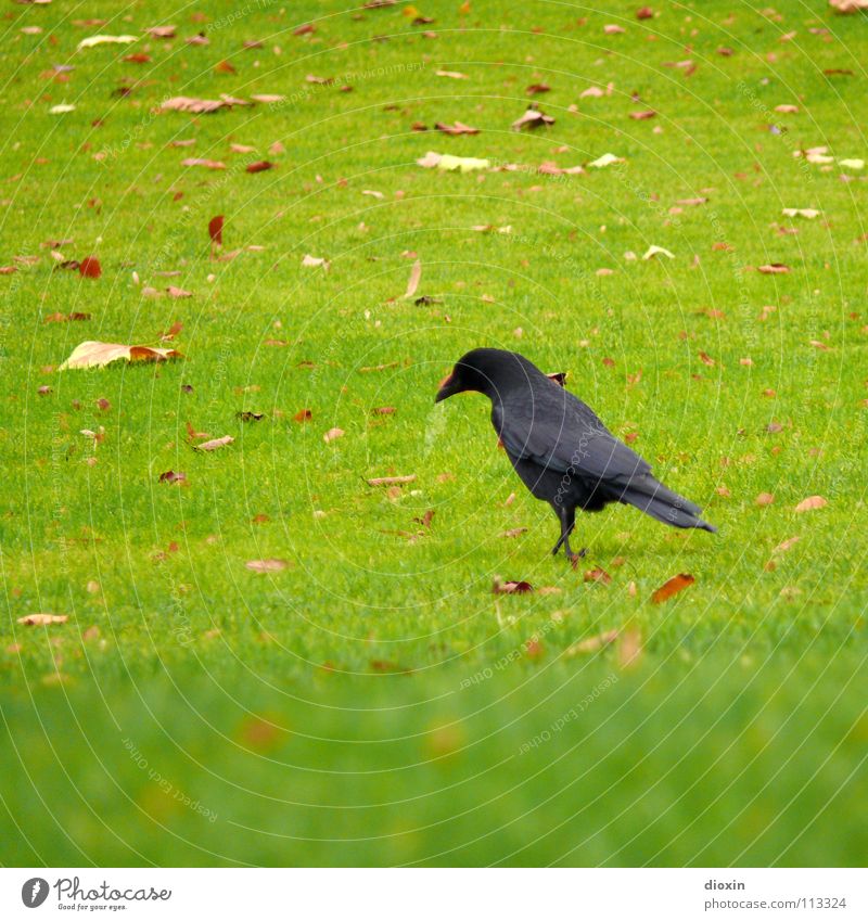 Black Bird Farbfoto Außenaufnahme Textfreiraum links Textfreiraum oben Textfreiraum unten Tag Schwache Tiefenschärfe Tierporträt Wegsehen Herbst Gras Blatt