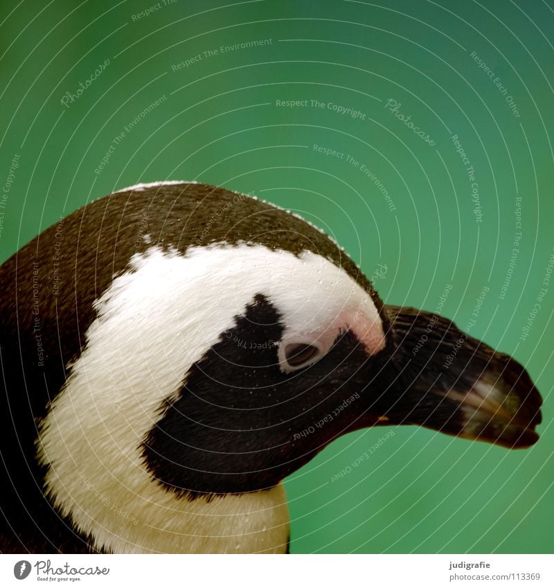 Pinguin Brillenpinguin Tier Vogel Schnabel nass schwarz frontal niedlich Farbe Auge Feder Blick