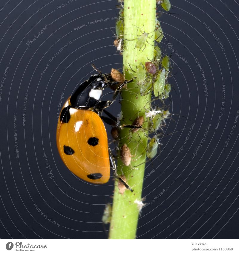 Marienkaefer, Coccinella, semptempunctata Natur Tier Garten Käfer Fressen frei grün rot schwarz Marienkäfer Blattläuse 7-Punkt Insekt halbkugeliger flugfaehiger