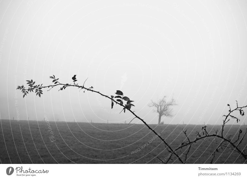 Jump and run. Umwelt Natur Landschaft Himmel schlechtes Wetter Nebel Pflanze Brombeeren Wiese Zaunpfahl Baum kahl Dorn Wachstum dunkel natürlich grau schwarz