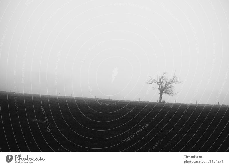 Wetter | Jaja, schon gut! Umwelt Natur Landschaft Pflanze Himmel Herbst Nebel Baum Gras Zaun Zaunpfahl dunkel einfach natürlich grau schwarz Gefühle Erschöpfung