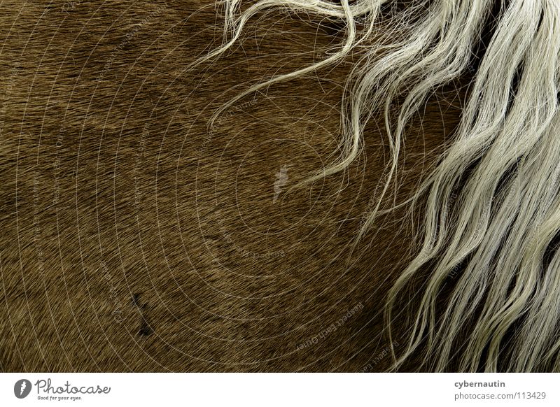 Mähne Pferd Fell braun weiß Haare & Frisuren Rosshaar Abstraktion Detailaufnahme Strukturen & Formen