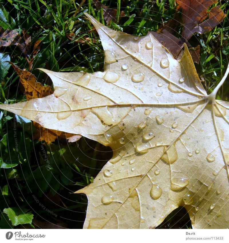 Abschied vom Herbst Schatten Wassertropfen Regen Gras Blatt kalt braun gelb grün Vergänglichkeit Ahorn Ahornblatt November Herbstlaub Rasen Gefäße