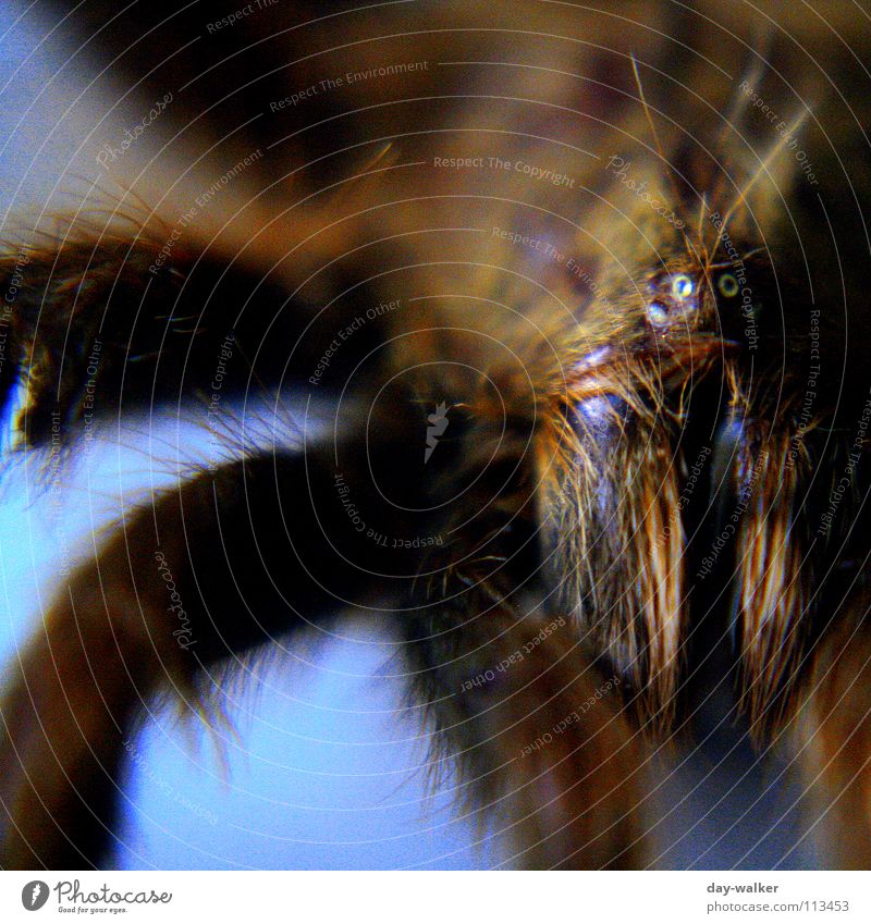 Arachnophobia Spinne Vogelspinne Tier Zange gefährlich nah Nahaufnahme Gift arachno Beine bedrohlich Haare & Frisuren Auge blau