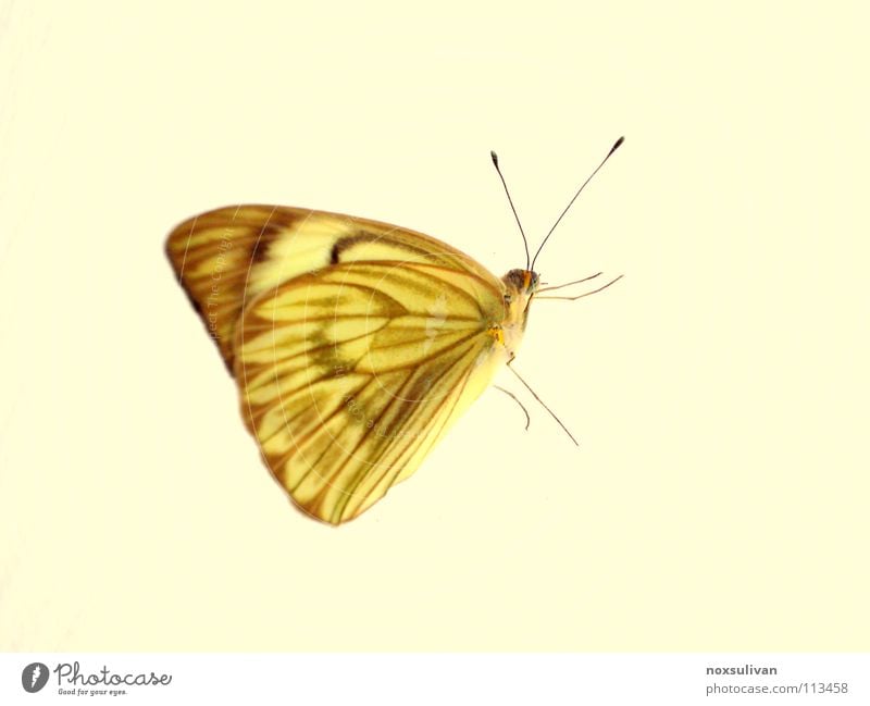 Butterfly gelb Insekt Tier Makroaufnahme Schmetterling Freisteller Vor hellem Hintergrund Fühler