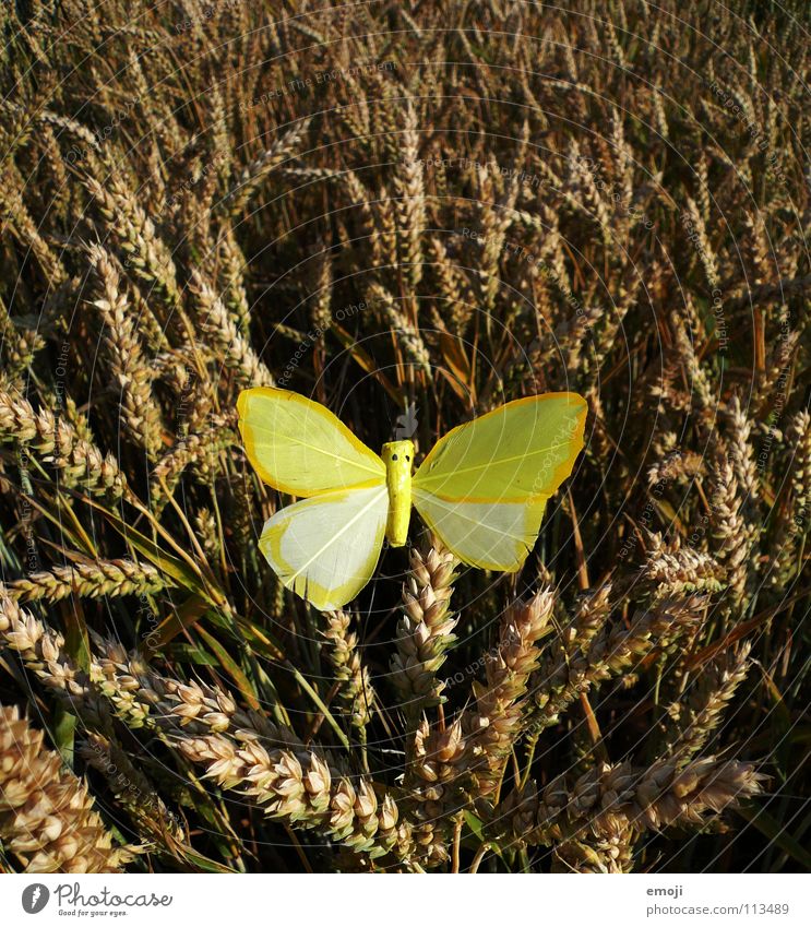 Määädschen ... Schmetterling gelb Farbfleck Fleck Tier mädchenhaft Kornfeld Feld Weizen Weizenfeld Mitte Frühling Sommer springen Fröhlichkeit süß falsch