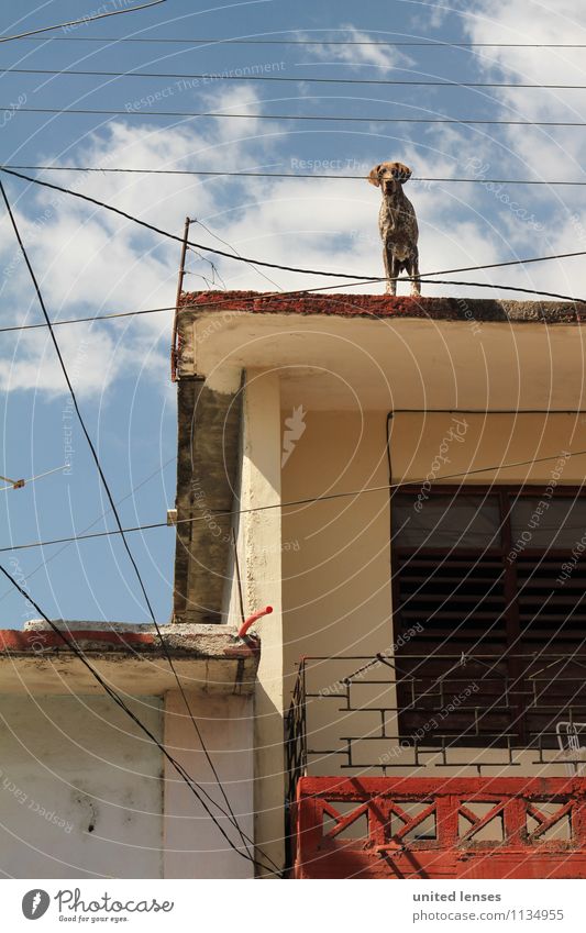 FF# Watch Out Kunst Abenteuer Hund Hundeblick Kuba Kubaner Dach Fassade Haushund Wachsamkeit mediterran Farbfoto Gedeckte Farben Außenaufnahme Detailaufnahme