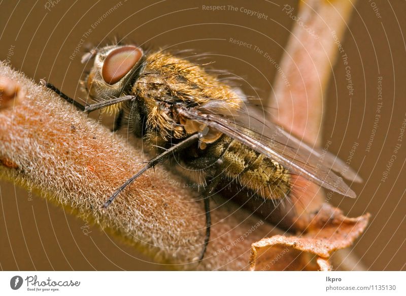 in einem Ast fliegen Garten Natur Blatt Weiche Behaarung Pfote Linie wild braun gelb grau schwarz weiß Fliege Holz Flügel Auge haarig Insekt geneigt angewinkelt