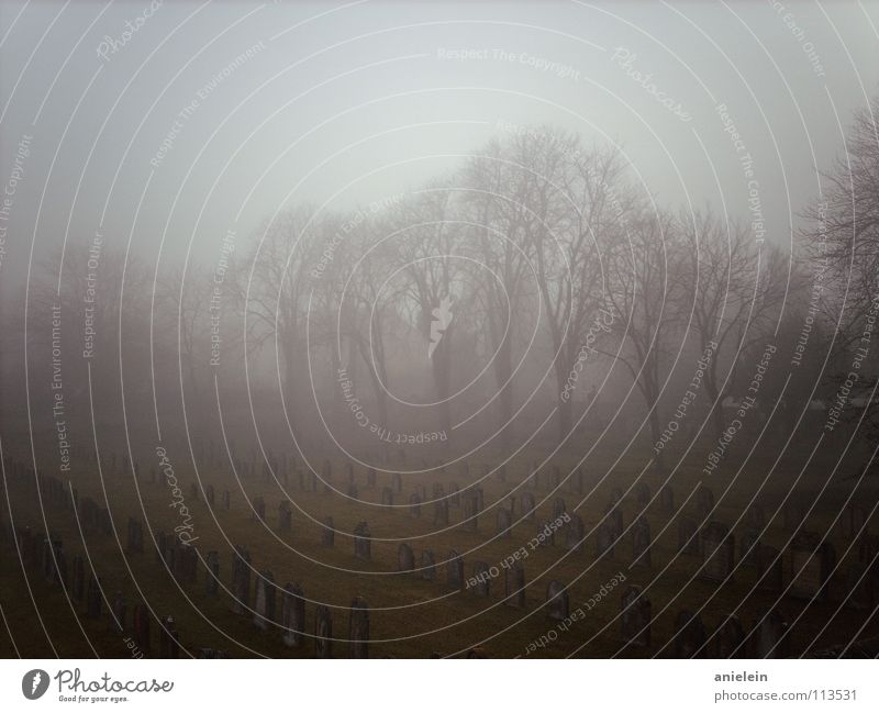 in reih und glied Friedhof Grabstein Baum Nebel grau Mauer alt Kastanienbaum dunkel Trauer historisch Gotteshäuser verfallen Reihe Stein Wetter rostkastanien