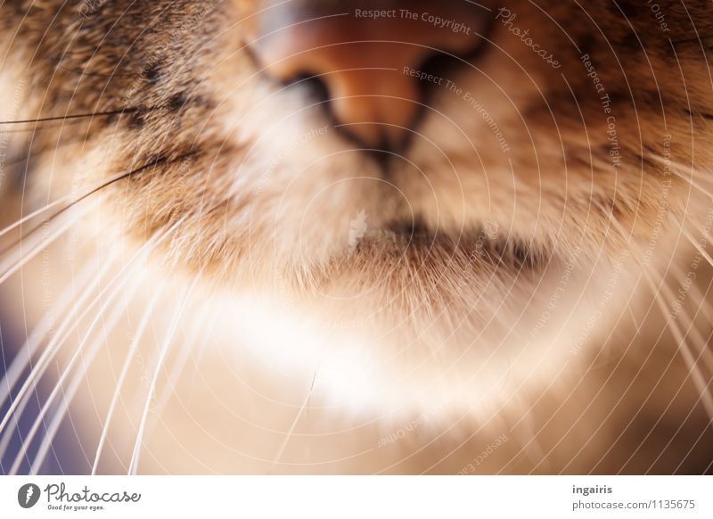 Im sechzehnten Jahr Tier Haustier Katze Tiergesicht Körperteile Nase Maul Fühler Schnurrhaar 1 beobachten Freundlichkeit natürlich Neugier Wärme weich braun