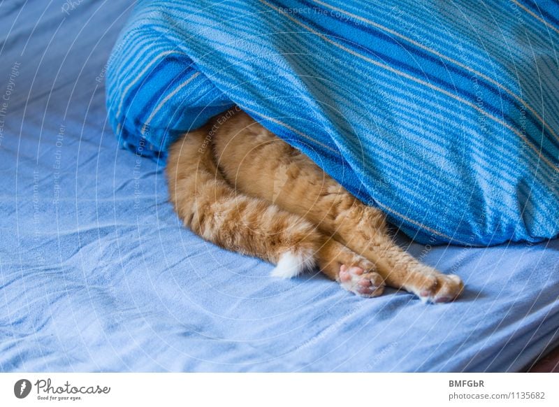 Keine Sprechstunde Tier Haustier Katze 1 Erholung liegen schlafen Fröhlichkeit lustig verrückt blau Freude Sicherheit Schutz Geborgenheit Warmherzigkeit