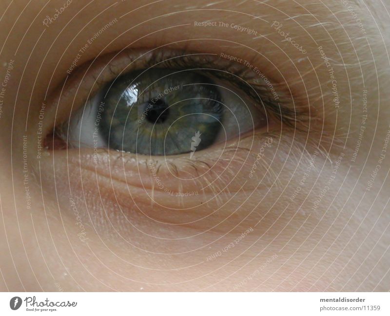 Auge [Kind] Nahaufnahme Wimpern grau grün Verständnis Augenbraue blau Linse Regenbogenhaut Blick begreifen Haare & Frisuren Falte Brennpunkt an