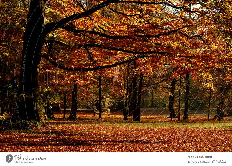 Englischer Garten Herbst Blatt Park Baum Eiche Ahorn Birke Buche Aktien