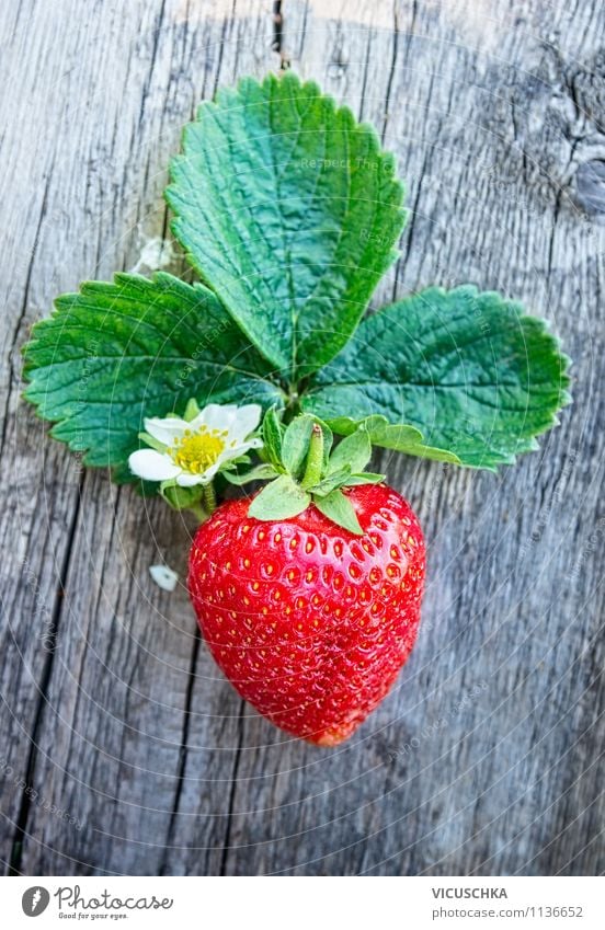 Frische Erdbeere mit Blätter und Blüten Lebensmittel Frucht Dessert Ernährung Frühstück Bioprodukte Vegetarische Ernährung Diät Lifestyle Stil Design