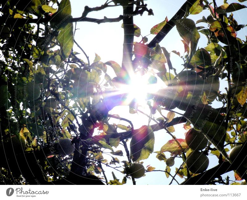 Apfelsonne Sonnenstrahlen Baum Apfelbaum Blatt schön Frucht Herbst Lichterscheinung Beleuchtung Ast Natur Himmel