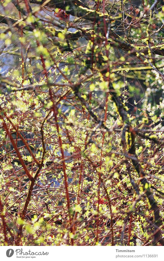 Karl und der Frühling. Umwelt Natur Pflanze Himmel Sonnenlicht Schönes Wetter Baum Sträucher Garten Wald Wachstum Gesundheit natürlich blau braun gelb grün