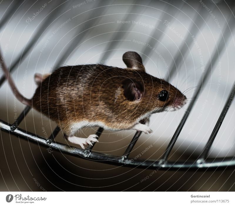 Lauf, Mäuschen! Haustier Maus Fell Pfote 1 Tier laufen rennen klein niedlich braun Knopfauge Nagetiere winzig Säugetier Zwergmaus Knirpsmaus
