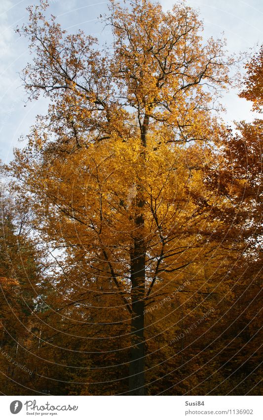 Herbstlaub Natur Pflanze Baum Blatt Wildpflanze Herbstfärbung Buche Buchenwald Wald alt dehydrieren Wachstum ästhetisch nachhaltig natürlich schön gold