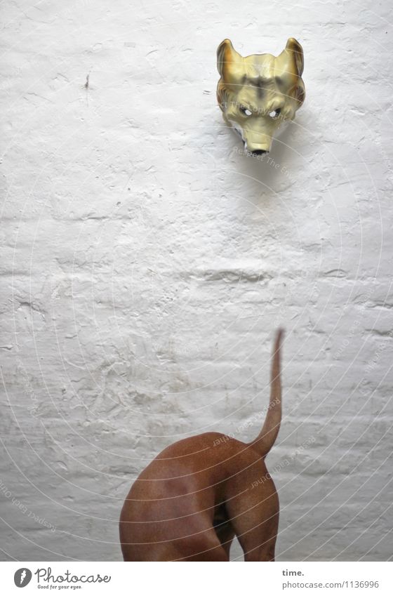 Kurioses | Peepshow Maske Mauer Wand Tier Hund Tiergesicht Wolf Schwanz 2 beobachten Bewegung Blick Wachsamkeit Leben Ausdauer Neugier Interesse Partnerschaft