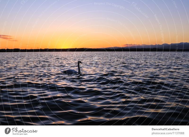 Der frühe Schwan kommt aufs Bild Natur Wasser Wolkenloser Himmel Sonnenaufgang Sonnenuntergang Frühling Sommer Schönes Wetter Seeufer Gardasee Tier Vogel