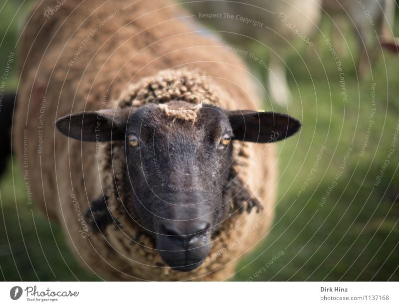Moin Moin! Umwelt Natur Tier Wiese Nordsee Nutztier Fell 1 stehen warten braun grün schwarz Tradition Umweltschutz Schaf Schafswolle Wolle Auge Blick
