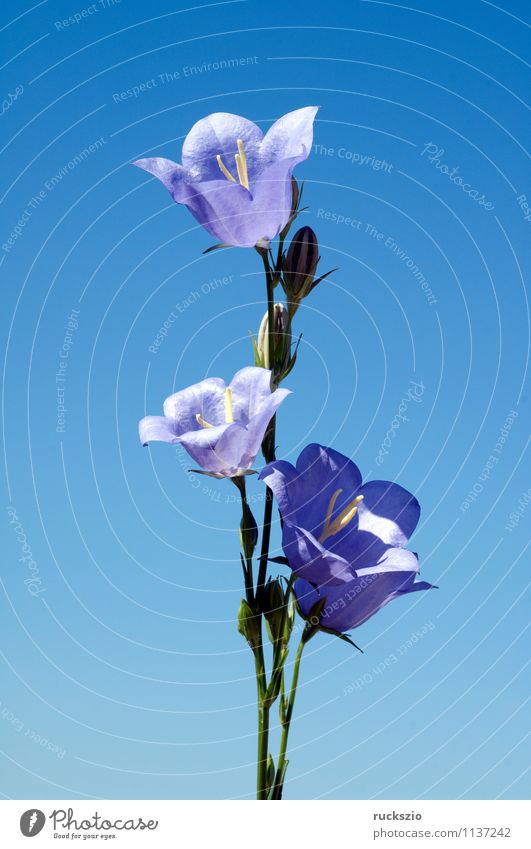 Pfirsichblaettrige; Glockenblume; Campanula persicifolia; Natur Pflanze Blume Blüte Wildpflanze Wiese Blühend frei blau wiesenglockenblumen Wiesenblume
