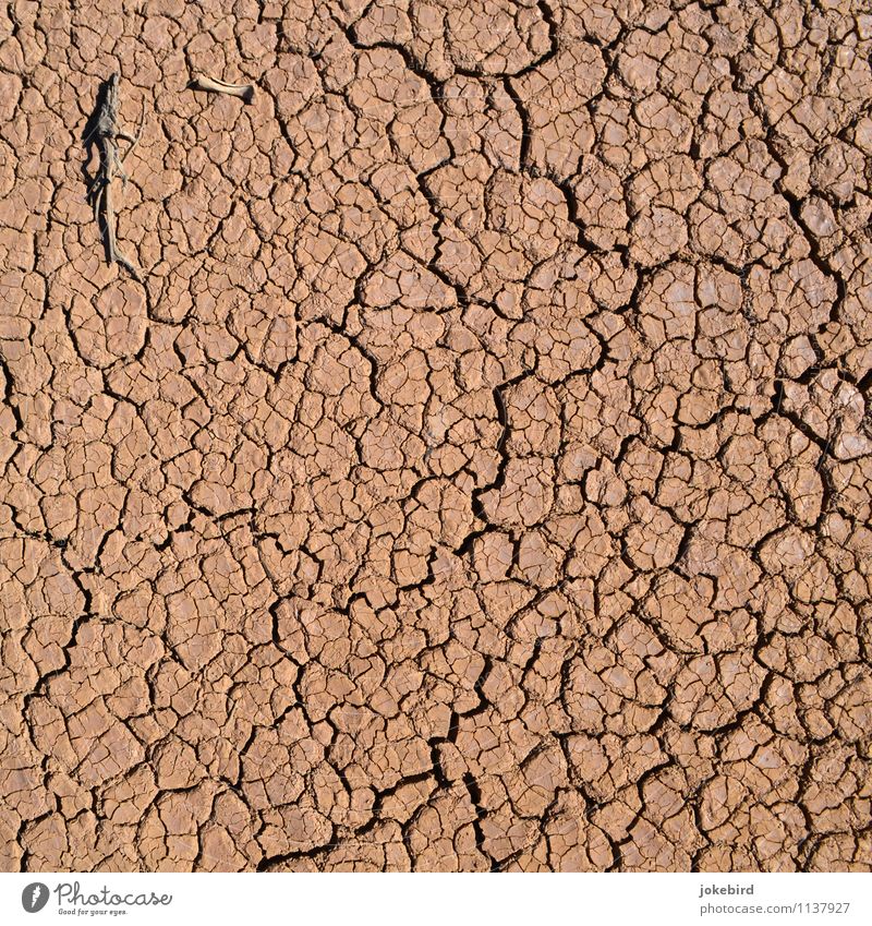 Dürre Erde Wüste trocken Skelett Vertisol Farbfoto Außenaufnahme Menschenleer Textfreiraum links Textfreiraum rechts Textfreiraum oben Textfreiraum unten