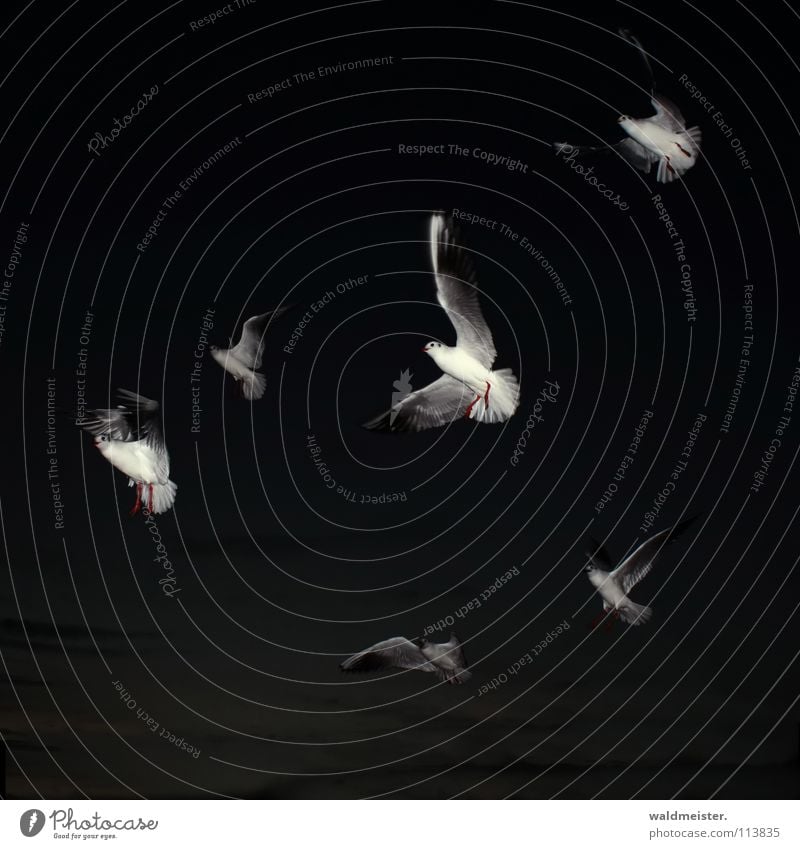 sechs Freunde Möwe Lachmöwe Nacht dunkel Abend Nachtaufnahme Jäger Nahrungssuche Vogel Meer Strand Möve Möven Jagd Himmel Luftverkehr fliegen Flügel