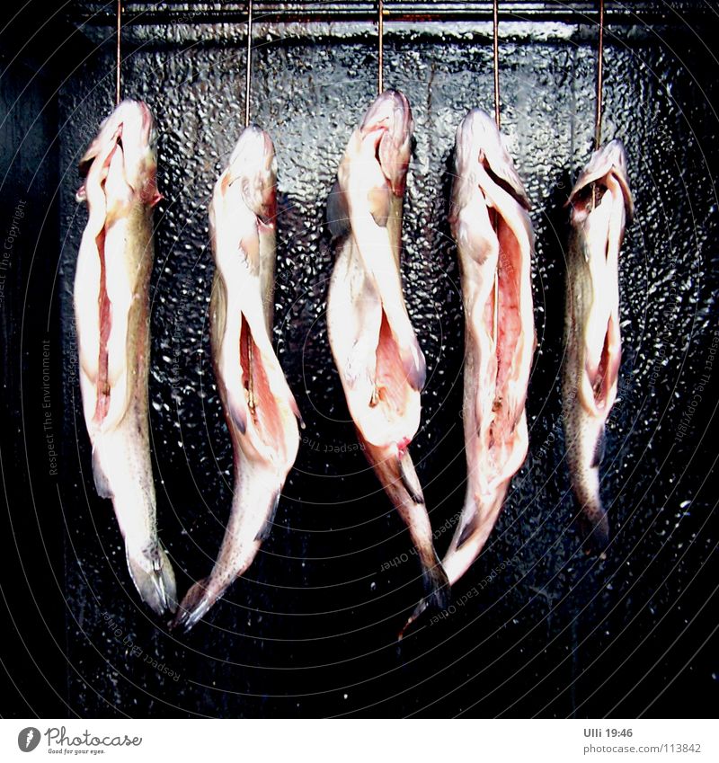 Tür zu! Es zieht! Fisch Ernährung Forelle Duft hängen frisch lecker natürlich saftig Wärme schwarz weiß Appetit & Hunger ruhig Haken aufgeschnitten Räucherofen