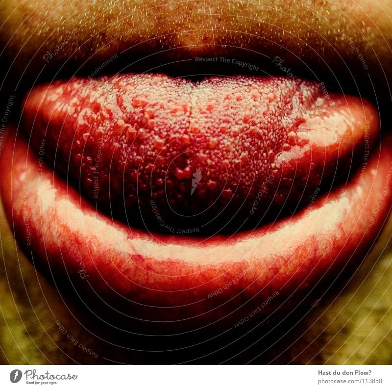 feuchter muskel zum schmecken rot Lippen Ernährung lecker Unterlippe Zungenkuss Oberlippe Mensch tongue Mund Haut Muskulatur Blut Sinnesorgane schmecksinn